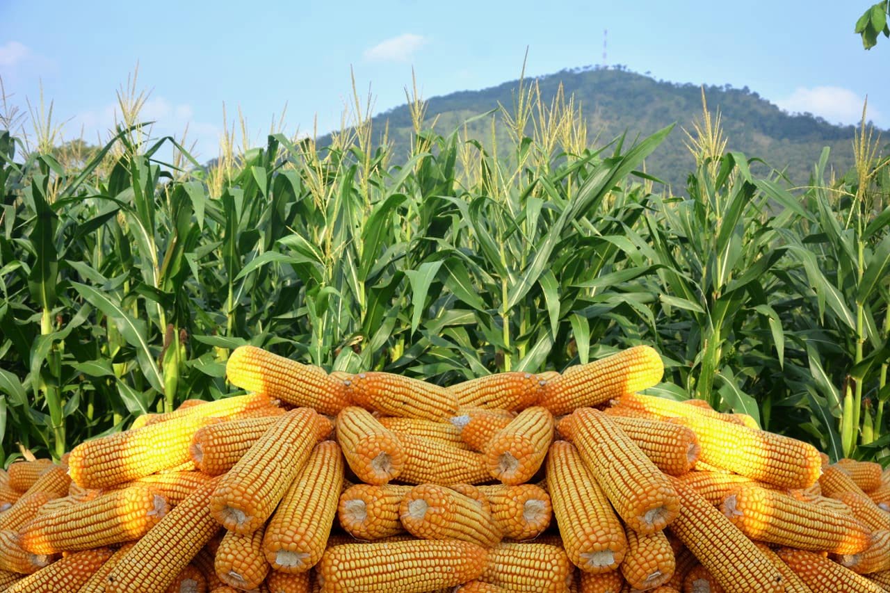 Hybrid Maize Seeds