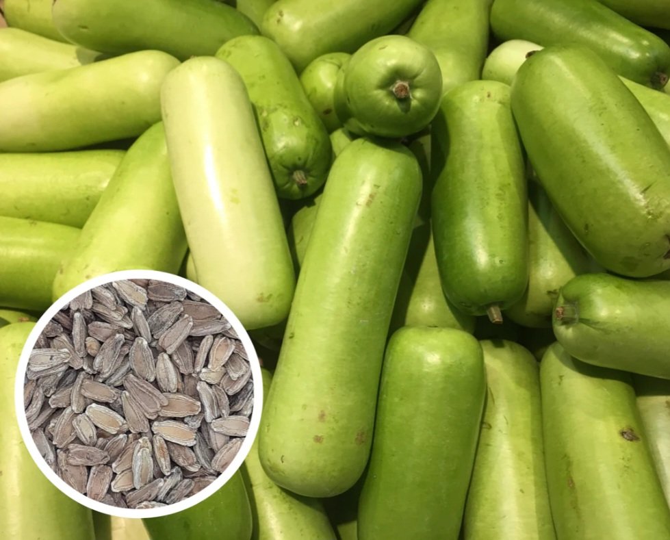 Bottle gourd Seeds