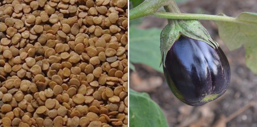 Brinjal Seeds