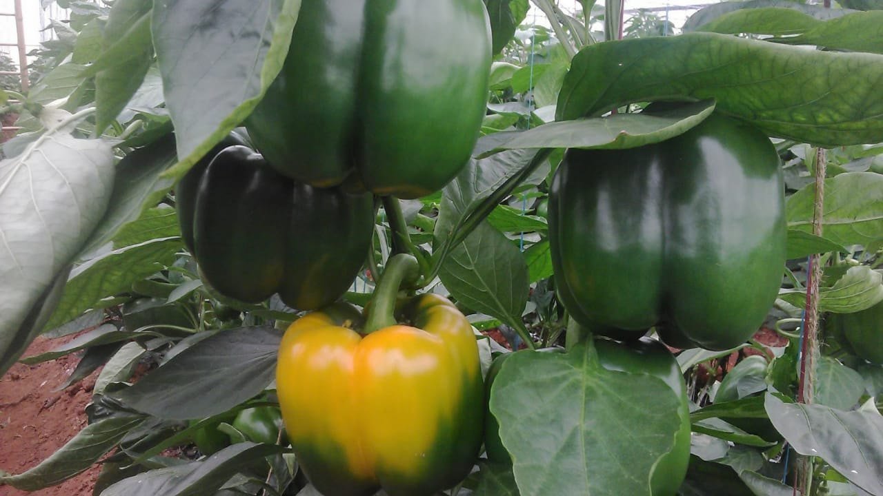 Capsicum Seeds