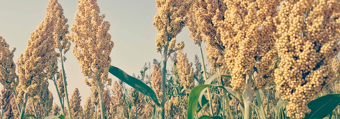 Hybrid Sorghum Seeds