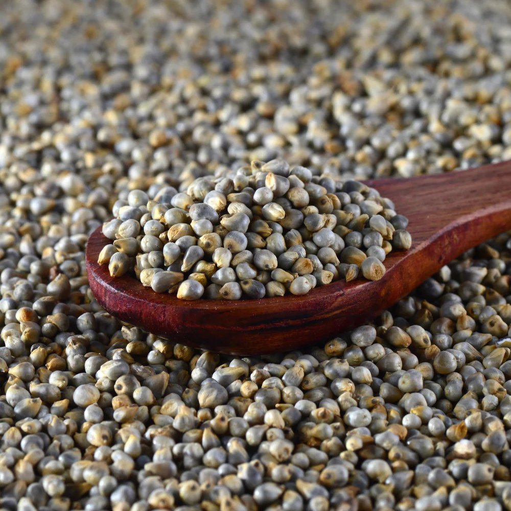 Pearl Millet Seeds (Bajra)