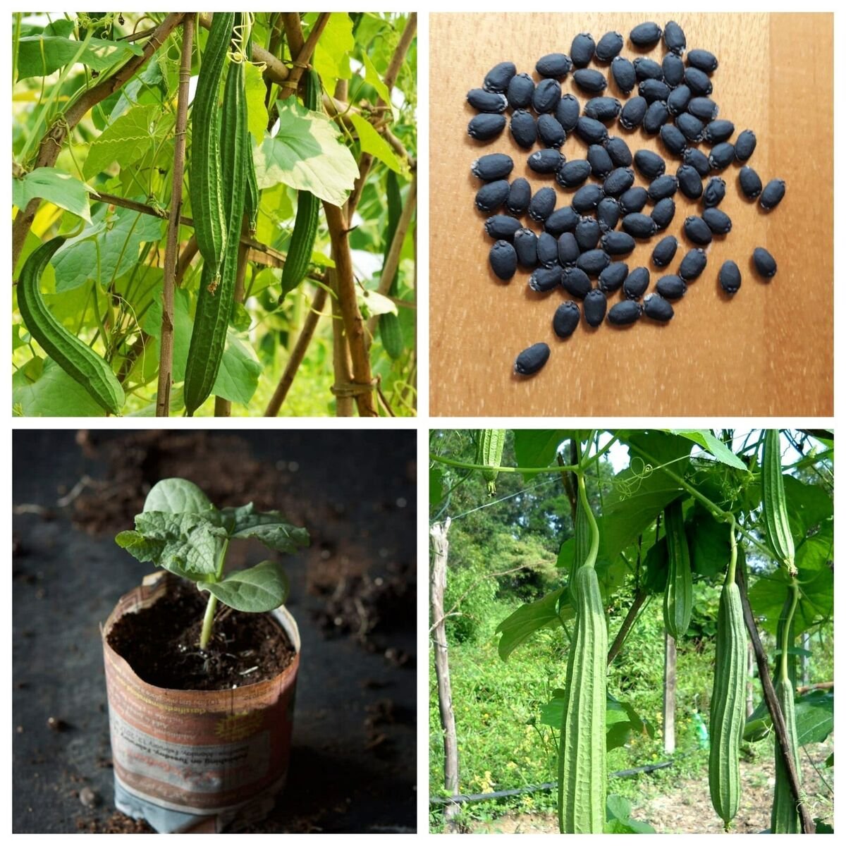 Ridge gourd Seeds