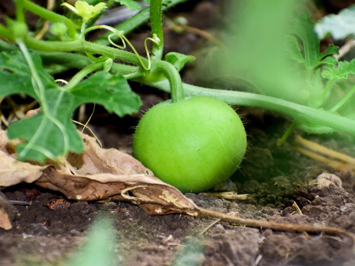 Tinda Seeds